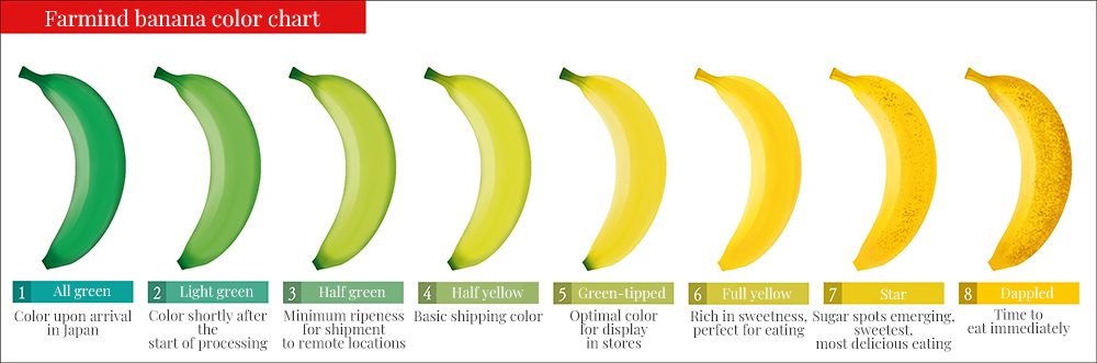 Banana Ripening Color Chart