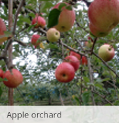 Apple orchard