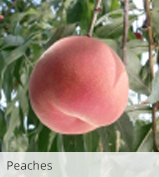 Peaches