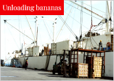 Unloading bananas