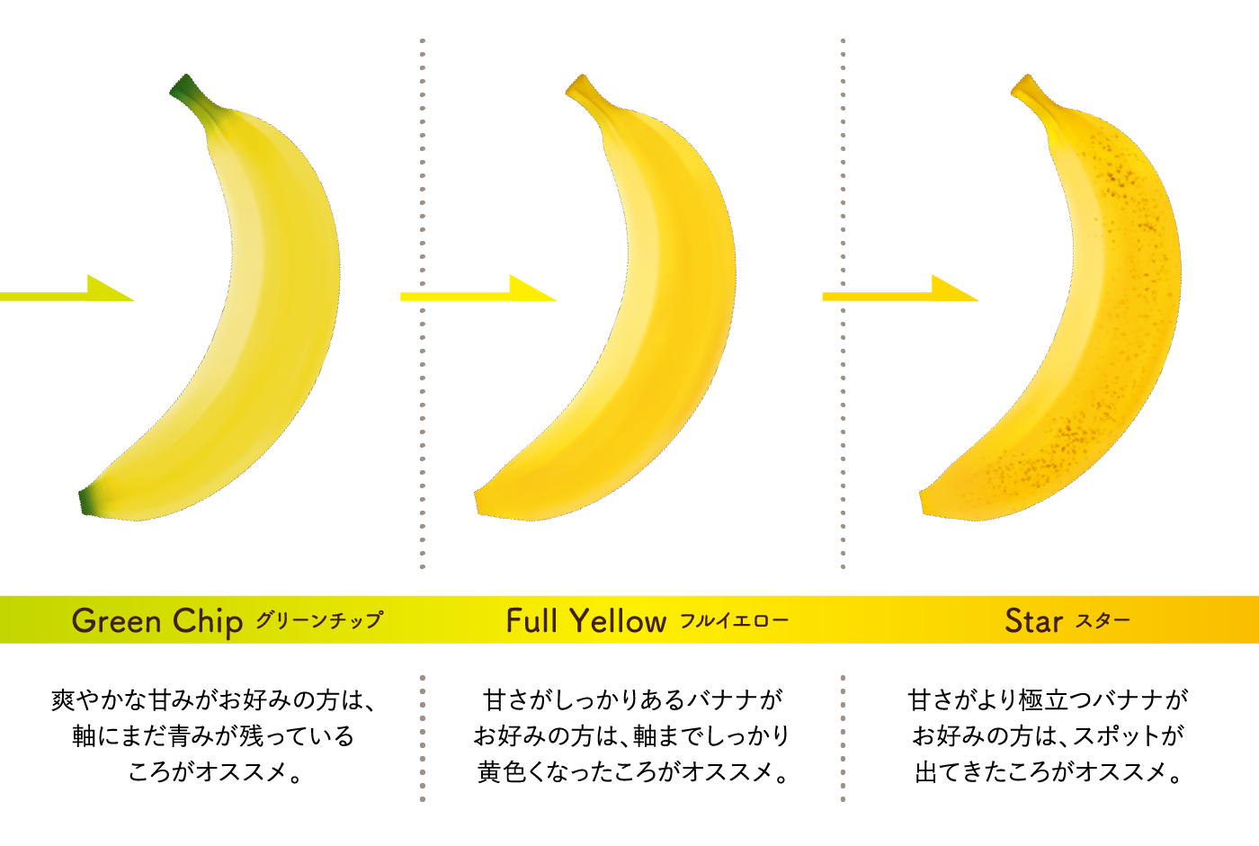 Green Chip グリーンチップ：爽やかな甘みがお好みの方は、軸にまだ青みが残っているころがオススメ。　Full Yellow フルイエロー：甘さがしっかりあるバナナがお好みの方は、軸までしっかり黄色くなったころがオススメ。　Star スター：甘さがより極立つバナナがお好みの方は、スポットが出てきたころがオススメ。