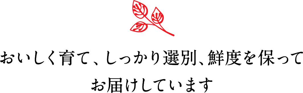 おいしく育て、しっかり選別、鮮度を保ってお届けしています