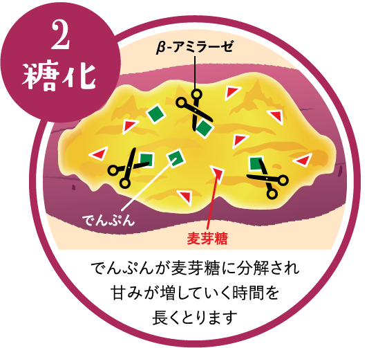 2 糖化 でんぷんが麦芽糖に分解され甘みが増していく時間を長くとります