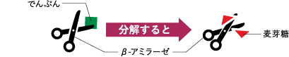 でんぷんはβ-アミラーゼで分解すると麦芽糖に変化する