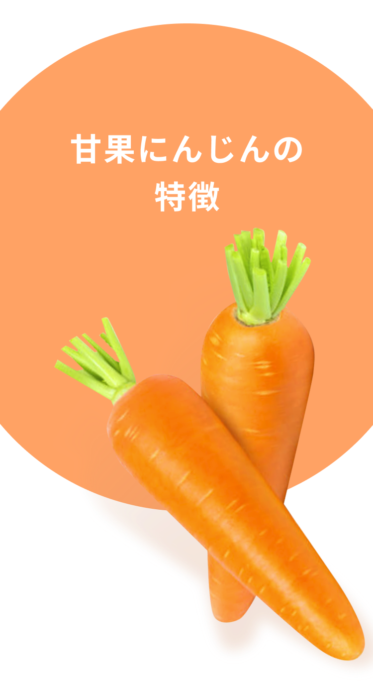甘果にんじんの特徴