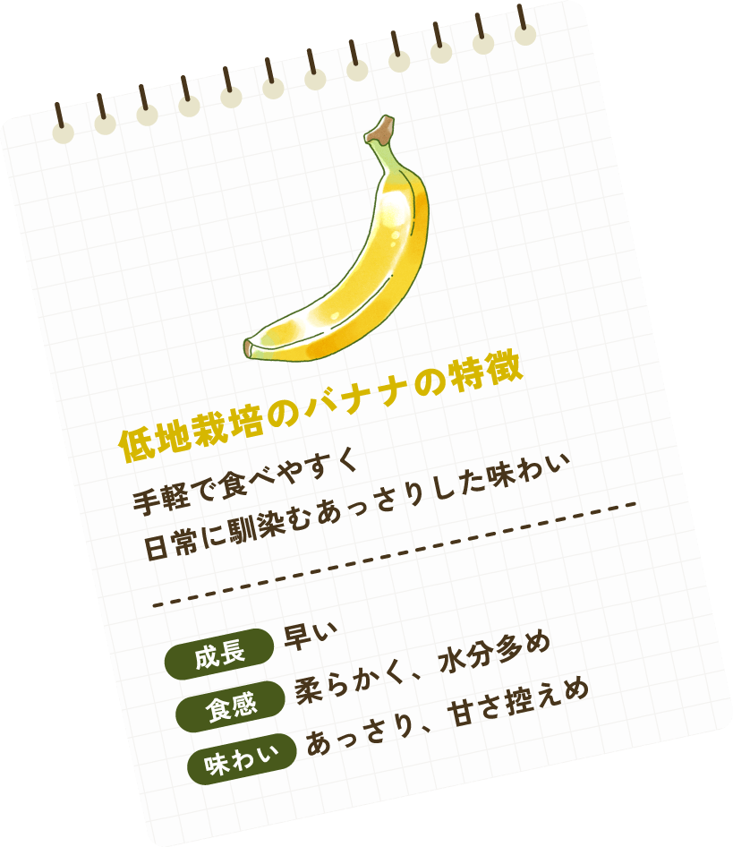 平地栽培のバナナの特徴手軽で食べやすく日常に馴染むあっさりした味わい