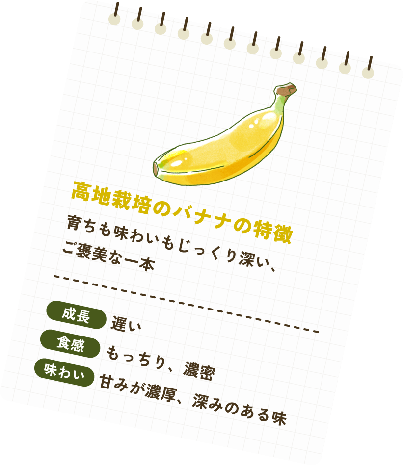 高地栽培のバナナの特徴育ちも味わいもじっくり深い、ご褒美な一本