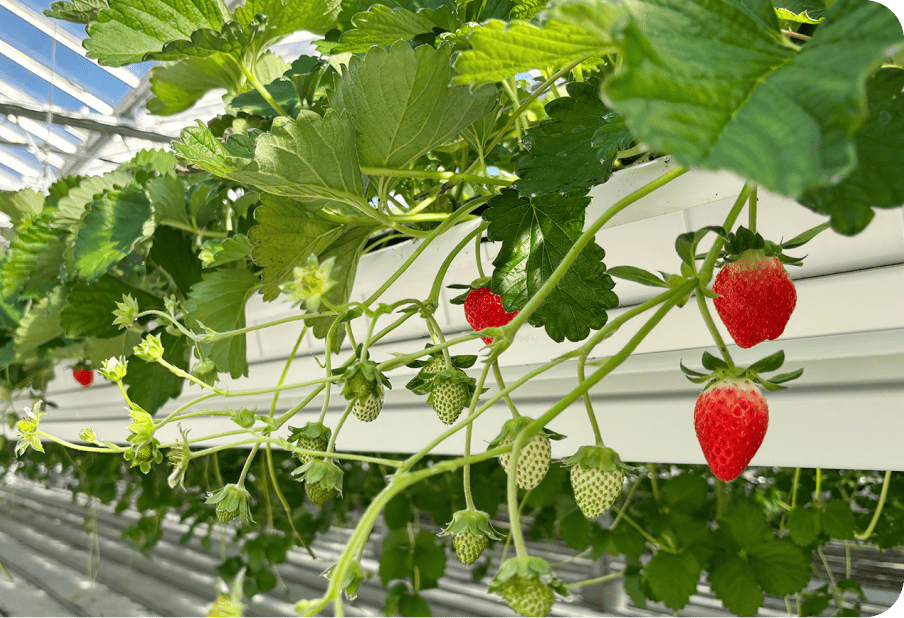 おいしさを引き出す育て方がある。