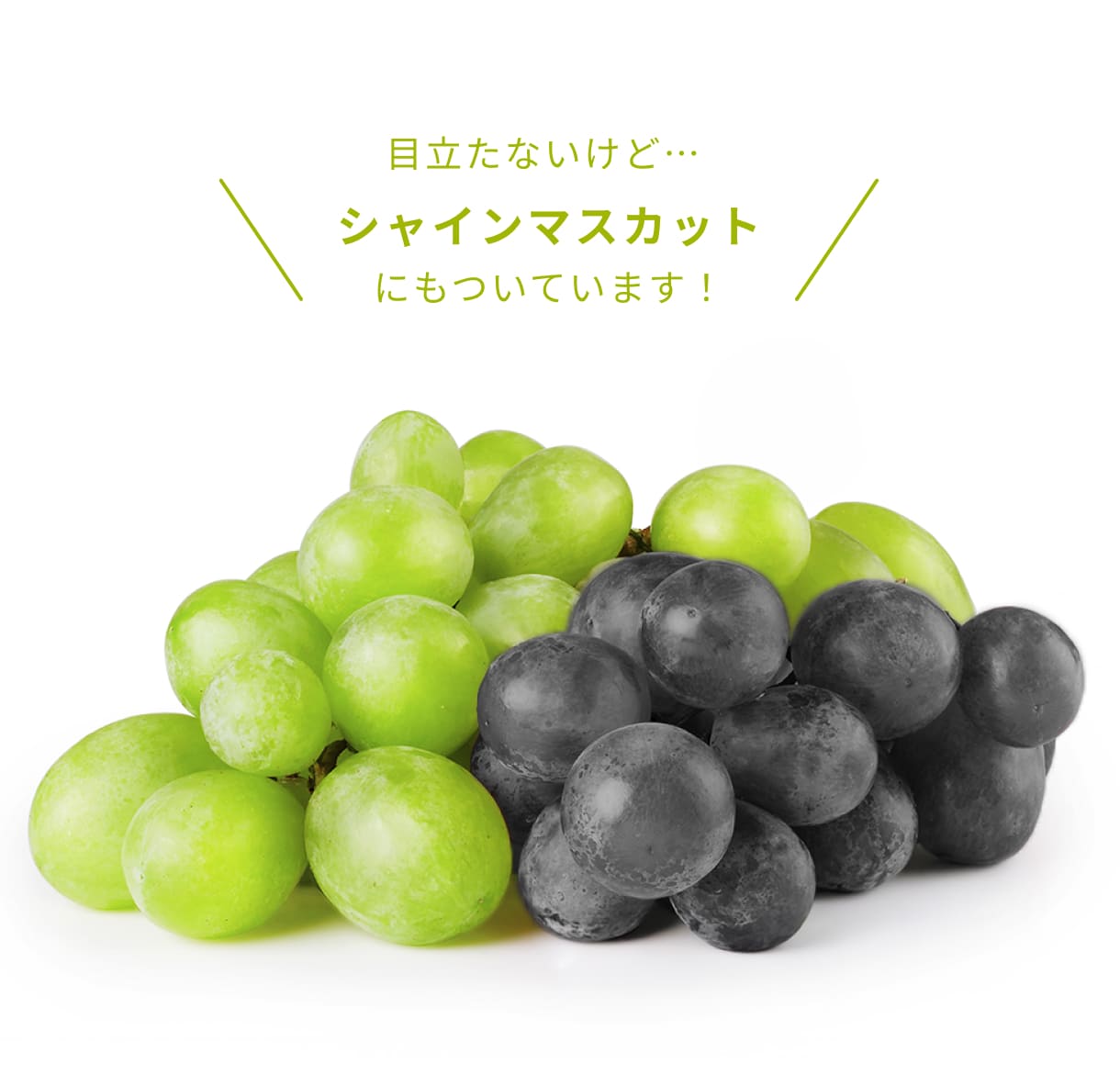 ブルームのついたぶどう
